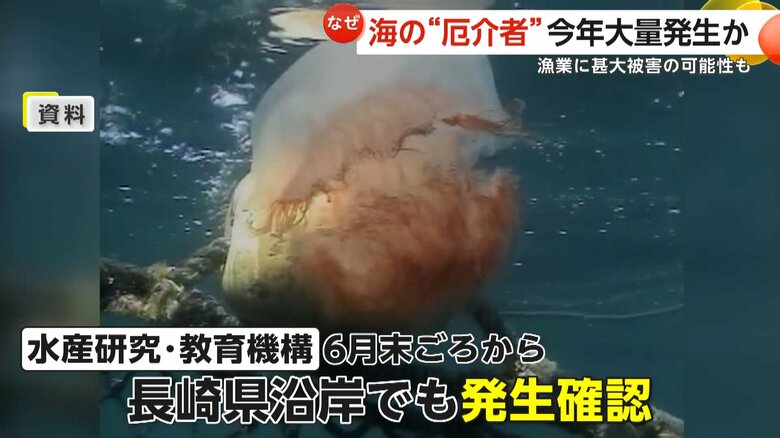 長崎県沿岸でも発生しているエチゼンクラゲ