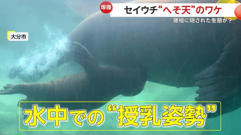 水中でも授乳することがあるセイウチ