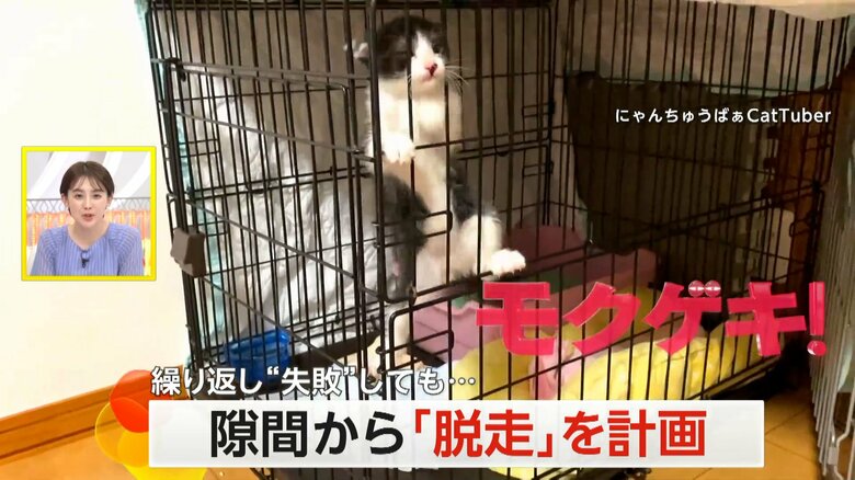 脱走を企てる姿が撮影されたケージに足をかけた子ネコ