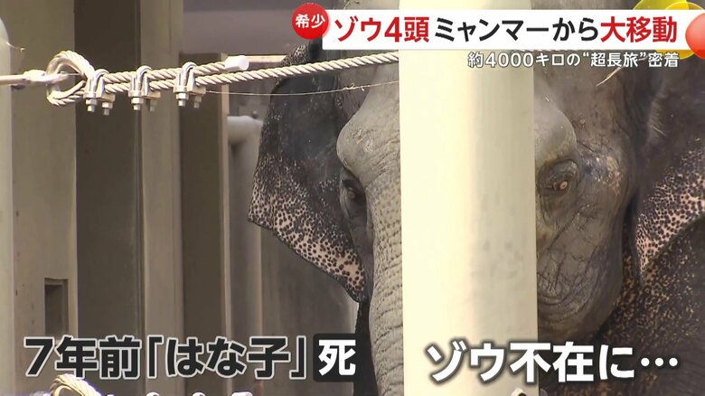 7年前に亡くなったはな子（福岡市動物園提供）