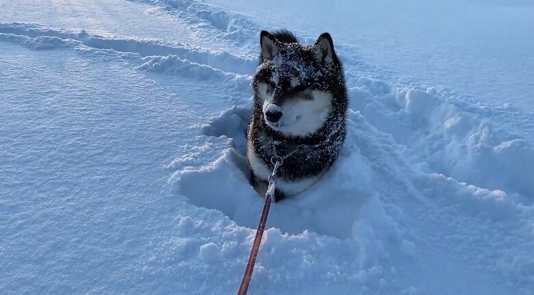 「なんでガス欠しているの？」と見つめるななちゃん