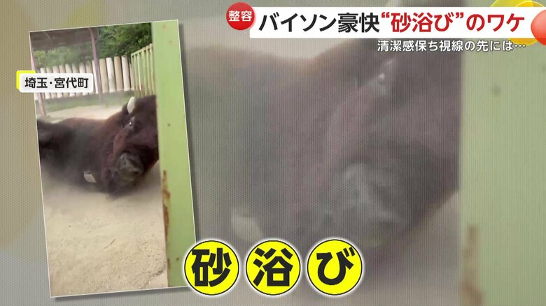 砂浴びは体の汚れを落とす役割（提供：東武動物公園）