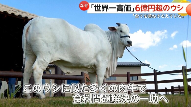 背中に大きなコブがある全身真っ白なメスのウシ