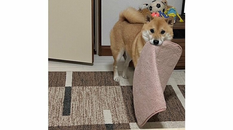 バスマットをくわえる、ふう太くん