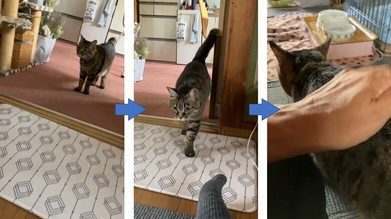 呼んだら大抵は来てくれるモモちゃん