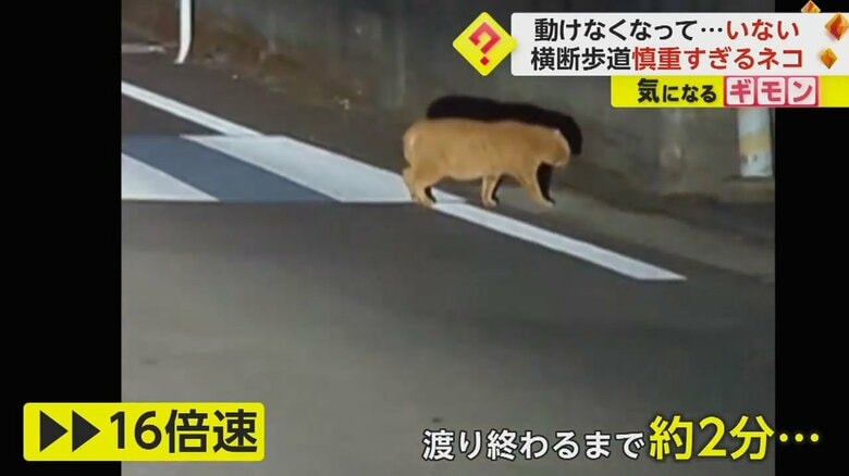 1月15日夜、熊本県にある横断歩道で目撃されたネコ