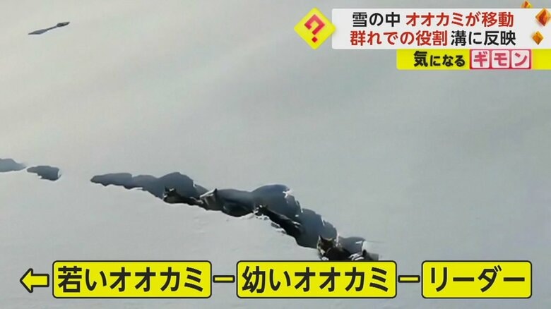 中間に若いオオカミ、後ろに歳を重ねたリーダーを配置したオオカミの列