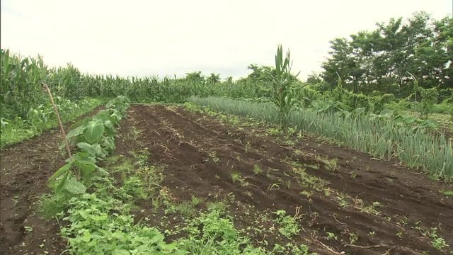 2020年8月　畑で男性が倒れる　熱中症で死亡