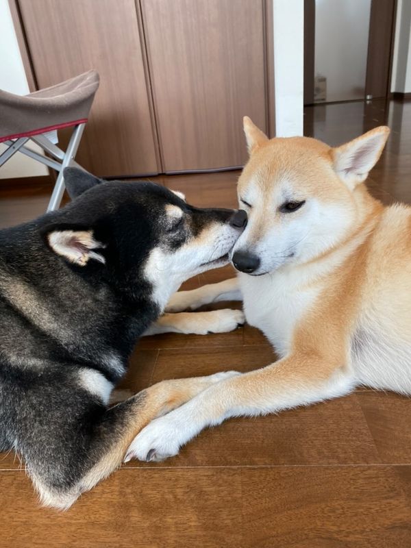 提供：柴犬むさしとこじろうさん