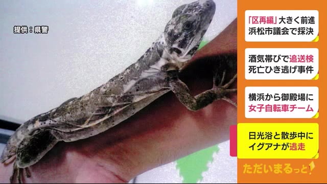 日光浴と散歩をしていたイグアナが逃走 城跡の駐車場で 静岡・沼津市