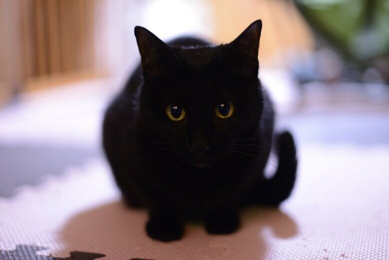 提供：マクーさん