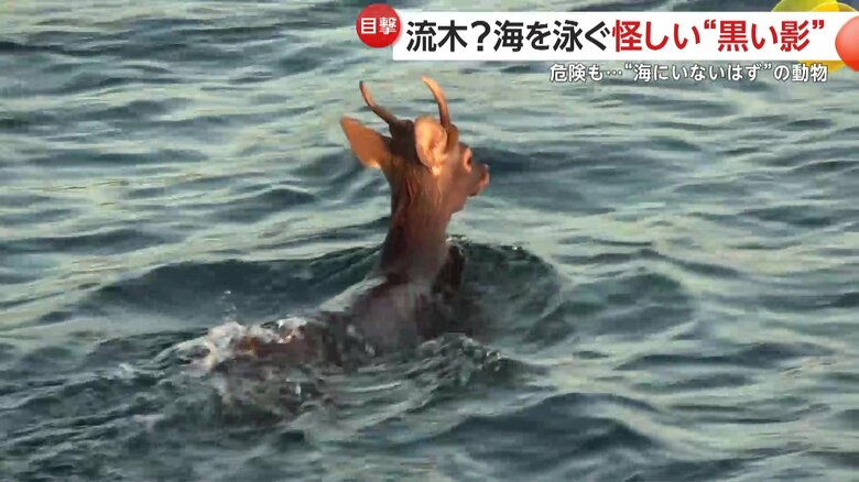 泳いで海を渡るシカ