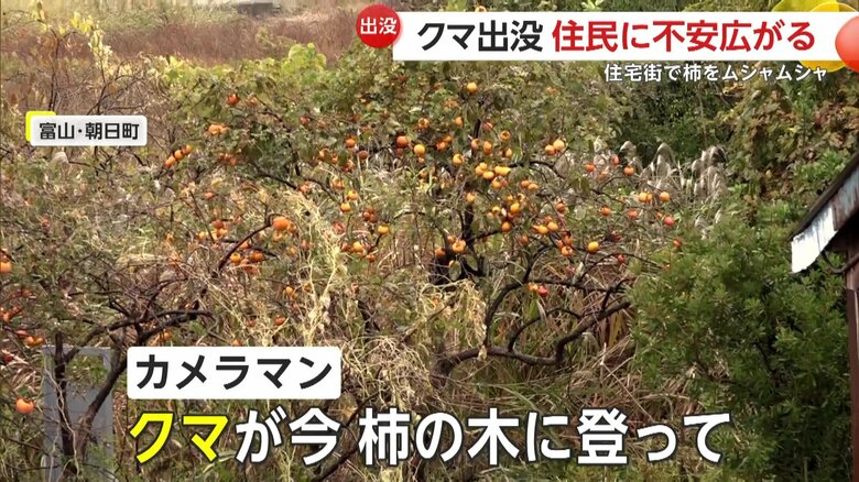 木の上で柿を食べていたクマ