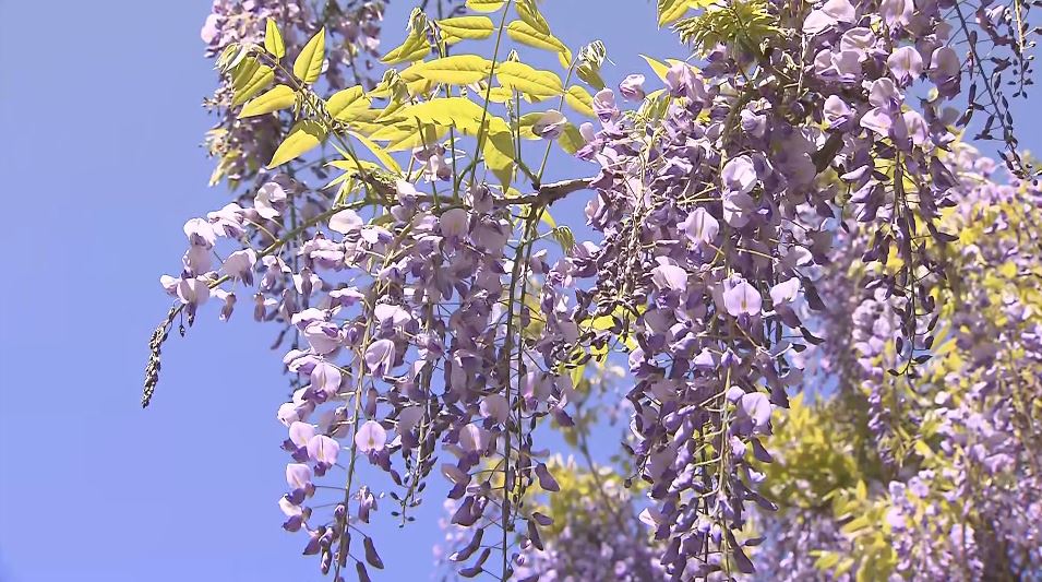 残雪の北アルプス望む高台でフジの花が見頃　地元住民らが手入れ　5月20日過ぎまで楽しめるか　長野市