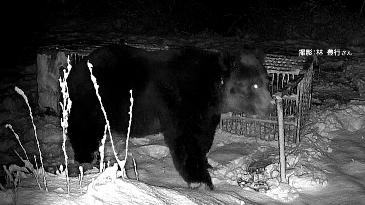 こんなデカいのは見たことない」400キロ級巨大グマが箱わな