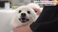 ふわっふわの毛が自慢！サロン看板犬　日本スピッツの「あわ」くん　お仕事はシャンプー新商品の“お試し”…気持ち良くて思わずうとうと