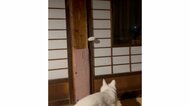 「こっちへおいで」障子の隙間から“手招き”する猫がまるでホラー映画…誰かを呼んでいた？飼い主に状況を聞いた