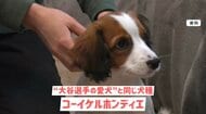 【問い合わせ殺到】 “大谷の愛犬”の話題止まらず! 購入に最長6年待ち? BOSSブランドの服は大谷選手自身で購入1万6000円