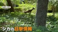 京都御苑にシカ現る　周囲の緊張よそにのんびり食事　“大捕物”の結末は？飛び越え逃走中