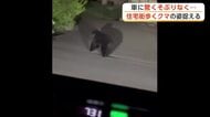 車に驚くそぶり見せず住宅街歩くクマ、カメラが捉える　にかほ市金浦で目撃相次ぐ　秋田
