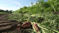【ヒグマ速報】「一生懸命作ったものが被害に遭うのは憎たらしい」収獲間際のおいしい”ニンジン1700本”をたいらげたクマ…幅15センチほどの足跡やフンを残して立ち去る＜北海道函館市＞