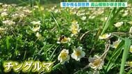 【北海道の天気 23日(木)】二十四節気の「大暑」　道内は30℃以上の真夏日が復活！雪が残る大雪山系黒岳では高山植物が咲き誇る
