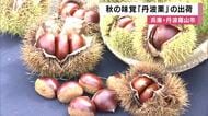 “最高級品”「丹波栗」収穫始まる　高級菓子にも使われる　高温続きで収穫が例年より1週間遅れるも「甘みとつやはいい」