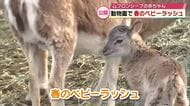 アフリカンサファリで春のベビーラッシュ　2月に生まれたムフロンシープの赤ちゃんもすくすく成長　大分