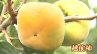 渋抜きして甘~く あわら市特産の「越前柿」収穫【福井】