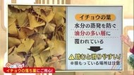 新潟の天気<お空にタッチ> 雨の日はより危険? “イチョウの葉”にご用心!