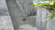梅雨からカエルを守る!「優しい」コンクリート製品とは?【岡山・真庭市】