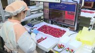 パック詰めで眠れない…イチゴ農家の悩みを国内初“選別システム”で解消　傷み少なくおいしく届ける【佐賀発】