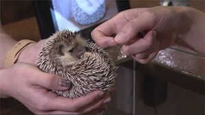 丸まったハリネズミが可愛すぎ…!猫やフクロウなど「アニマルカフェ」で“癒やし”体験【宮城発】