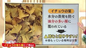 新潟の天気<お空にタッチ> 雨の日はより危険? “イチョウの葉”にご用心!