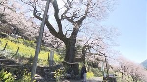 樹齢500年!花を咲かせ続けるひょうたん桜 たった1人作った「庭園」も満開【高知発】