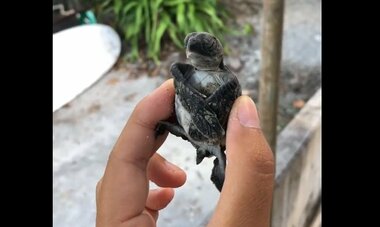 「お腹見ないで~!」必死に“両手”で隠すウミガメの赤ちゃんがかわいい…恥ずかしいの?理由を聞いた