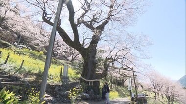 樹齢500年!花を咲かせ続けるひょうたん桜 たった1人作った「庭園」も満開【高知発】