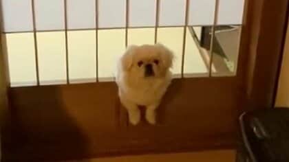 「助けて…」障子を通れず体の成長を悟った子犬がかわいい! その後の様子を飼い主に聞いた