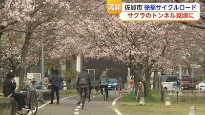 旧国鉄の跡地「徐福サイクルロード」に咲く1000本の桜 今年1番の暖かさで見頃迎える【佐賀県】