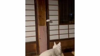 「こっちへおいで」障子の隙間から“手招き”する猫がまるでホラー映画…誰かを呼んでいた？飼い主に状況を聞いた
