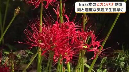 ５５万本のヒガンバナが満開　船岡城址公園で見頃　例年より１週間早く開花〈宮城〉