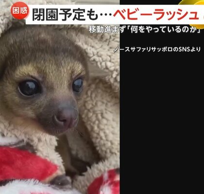 「何やっているのか」閉園予定の動物園で“ベビーラッシュ”…640匹が移動対象も半数以上めど立たず　違法営業指摘の「ノースサファリサッポロ」