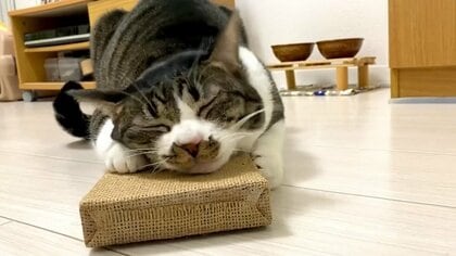新しい爪研ぎにウットリ顔で“全身スリスリ”する猫…爪を研がずに独特な使い方には理由があった