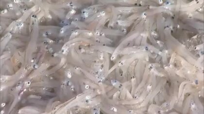 香川県東部の瀬戸内海でシラス漁…加工されたシラスは直売所などで販売【香川】