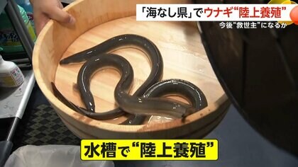二の丑“変わり種”うなぎサンドが浅草で人気…「海なし県」埼玉でウナギ約3万匹を“陸上養殖”　輸入7割の“救世主”になるか
