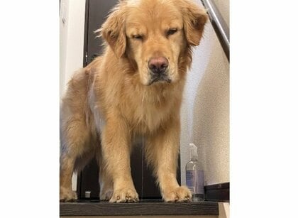 しょぼしょぼ目にヨダレがたらり？寝ぼけ顔でお出迎えしてくれるワンちゃんが健気…いつもこうなのか聞いた