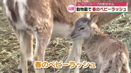 アフリカンサファリで春のベビーラッシュ　2月に生まれたムフロンシープの赤ちゃんもすくすく成長　大分