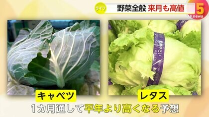 主要野菜14品目が平年より高値 干ばつ被害でキャベツ価格“3倍”に