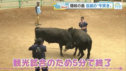 日本最古の闘牛”とも言われる「隠岐の牛突き」 体重約600キロが激突