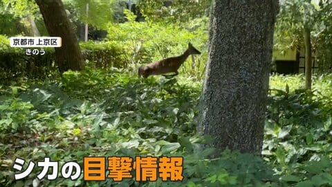 京都御苑にシカ現る　周囲の緊張よそにのんびり食事　“大捕物”の結末は？飛び越え逃走中